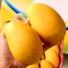 Xoài cát chu da vàng chín, sản phẩm an toàn
